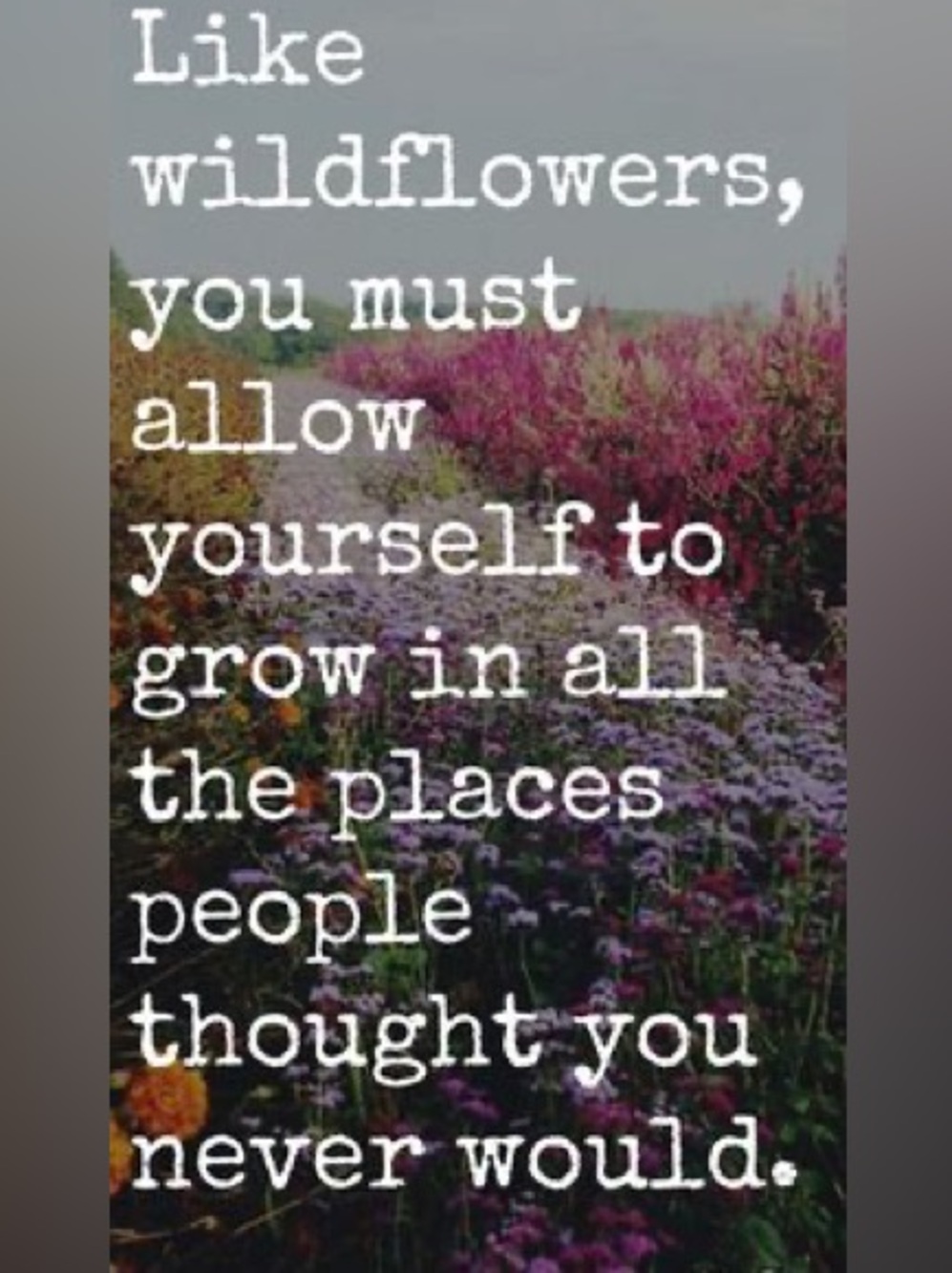 Wildflowers